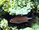 Crown Squirrelfish